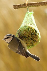 Mésange bleue sur une boule de graisse