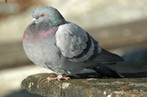 Un pigeon biset. Licence Creative Commons, Giuss95