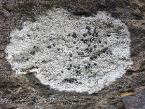Lichen crustacé gris clair sur un rocher. Tous droits réservés, Marion pour Honua
