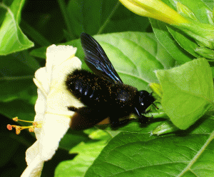 L'abeille charpentière en train de voler du nectar dans une fleur de lavatère © Eline Susset